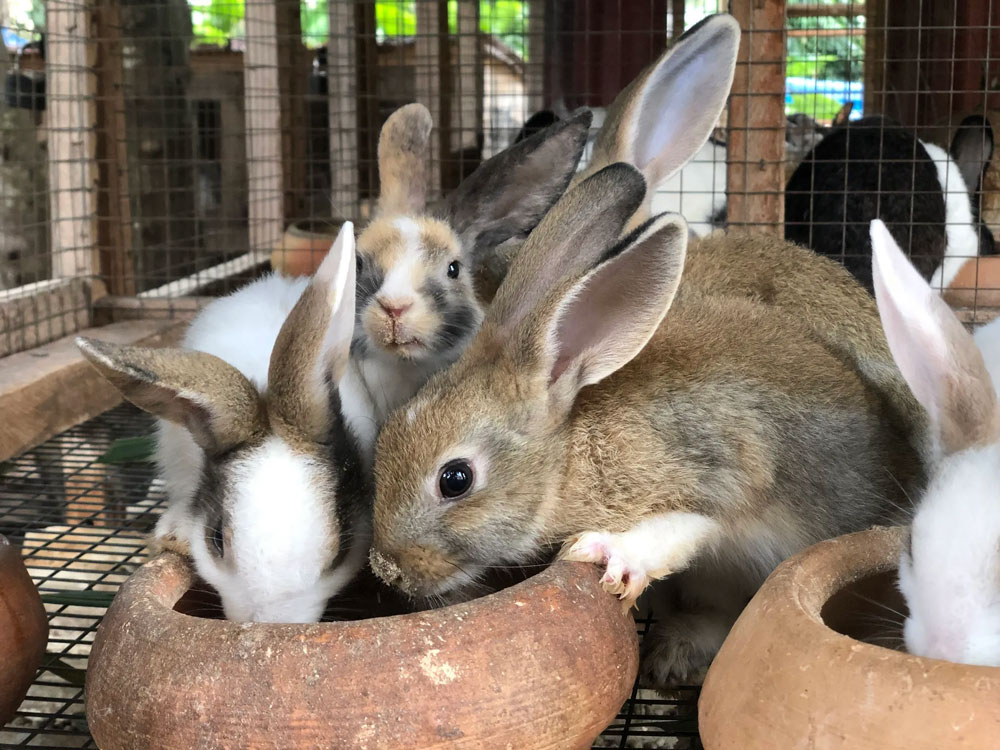 Welcome to Millimag Rabbits Farm